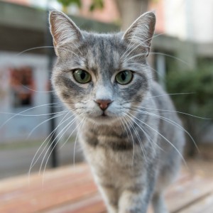 Certificación Vegana